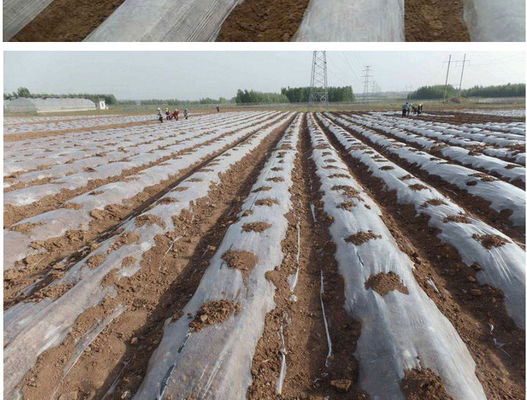 917-330-4 Plastik Değiştiriciler Yağ Asitlerinin Poligliserol Esterleri PGE E475